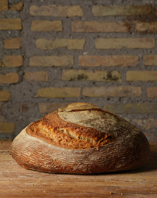 Pane Evolutivo